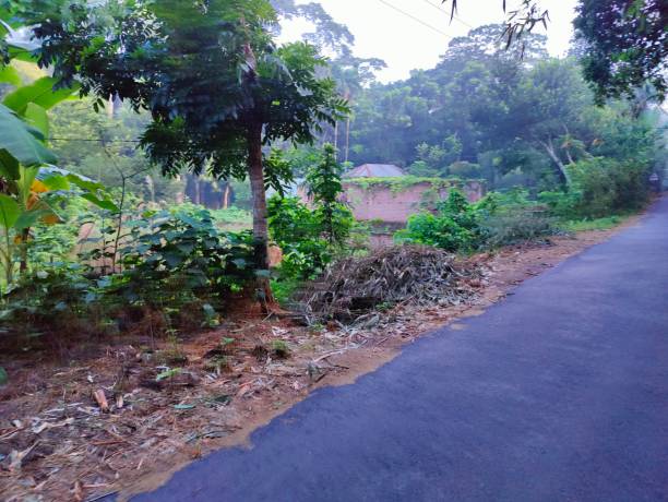 istock Clean  road with trees on both sides in the village 1431440580