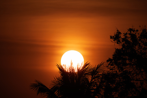 Close up of sunset behind coconut trees