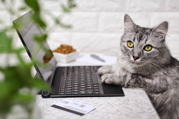 istock A gray cat sits at a laptop, looks seriously at the camera. 1431443325