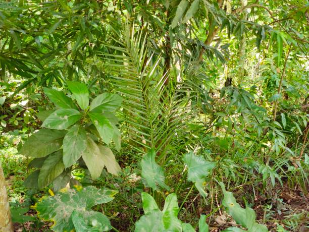 istock Forest.  Trees in the village.  green leaf plant 1431445307