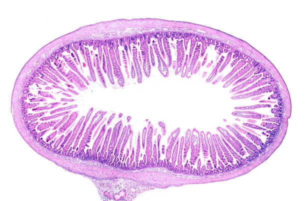 istock Small intestine. Intestinal villi 1431445683