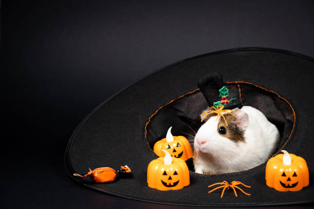 A guinea pig sits in a hat and prepares for Halloween
