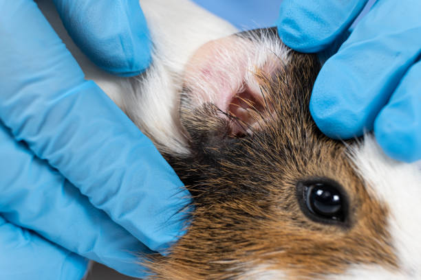 istock Veterinarian examines guinea pig ears, close-up of the muzzle 1431447249