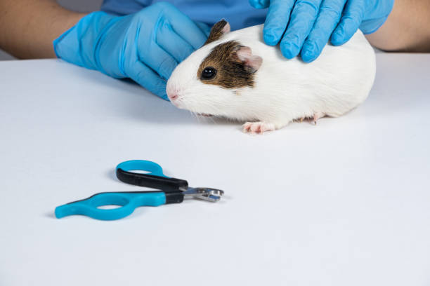 istock Nail clippers for rodents and guinea pig on a white background 1431447293