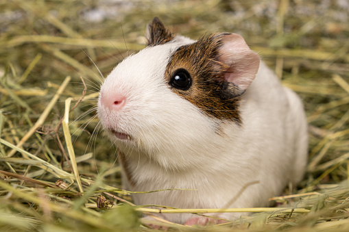 A cute little guinea pig sits in a pile of hay made of meadow grasses