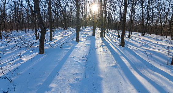 winter snowbound forest in light of sparkle sun, winter seasonal natural background