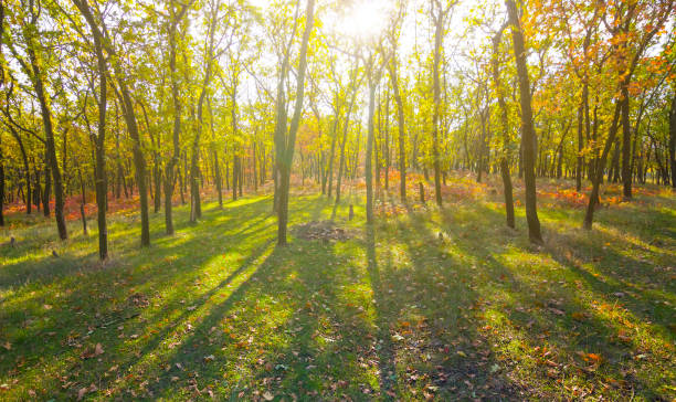 autumn red dry forest in light of sparkle sun