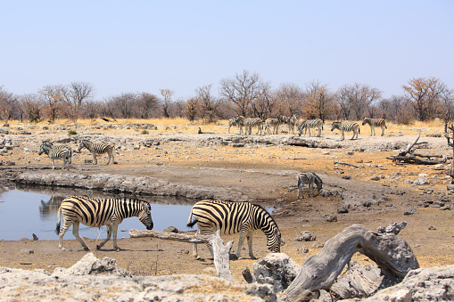 Zebra in the open plains with Etosha Pan behind.