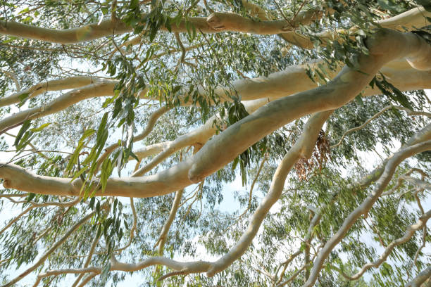 A beautiful background of eucalyptus twigs with green dangling leaves.