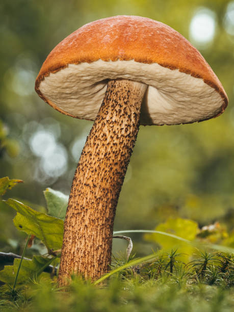 istock Close-up of a red cap growing in a meadow. 1431455229