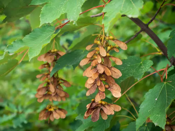 Brown fruits of sycamore maple (Acer pseudoplatanus) ripen on small branches.