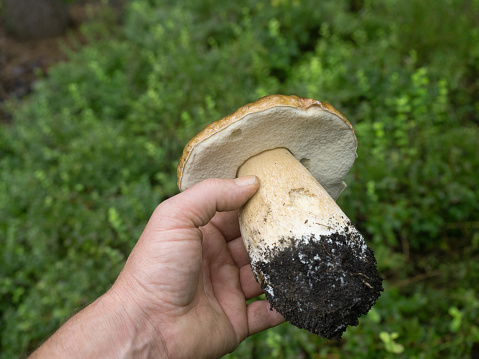 A freshly harvested porcini mushroom (Boletus edulis) in a human hand.