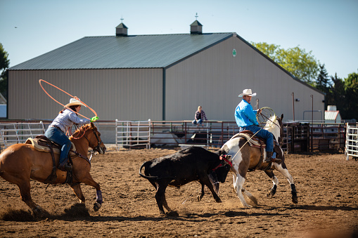 Two horseback riders, one male and one female, lassoing a black cow inside a ranch during the day.