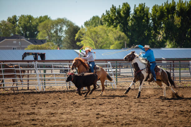 istock Pair Of Horseback Riders Lassoing Cow 1431456593