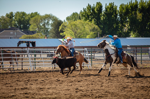 Two horseback riders, one male and one female, lassoing a white cow inside a ranch during the day.