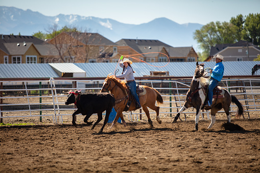 A female horseback rider attempts to lasso a black cow with riding with a cowboy in a ranch during the day.
