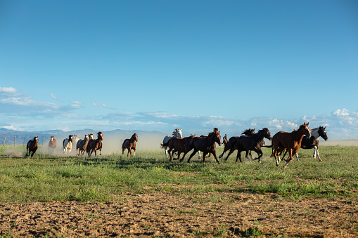 A group of horses galloping across a field and kicking up a cloud of dust in Utah.