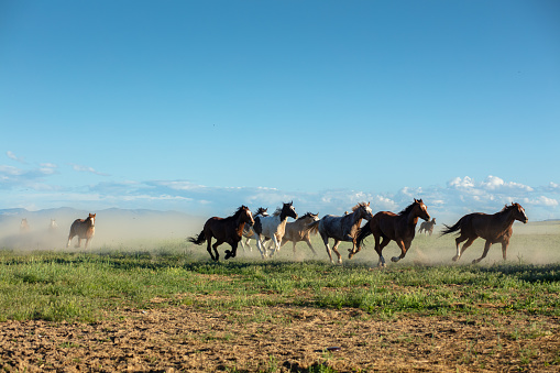 A group of horses galloping across a field and kicking up a cloud of dust in Utah.