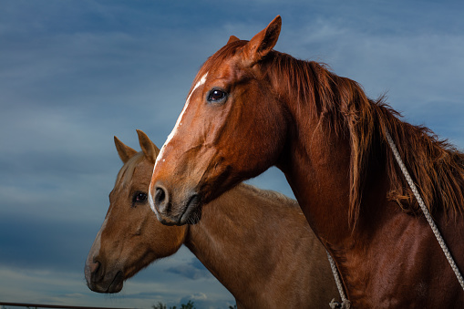 Portrait of two American Quarter Horses lit by strobes at sunset.