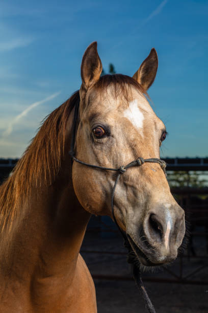 istock Three Quarter Portrait of Horse's Face 1431457349