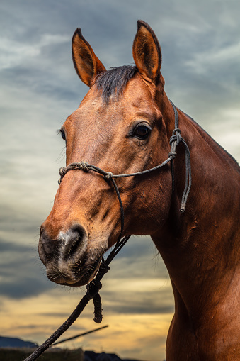 Portrait of an American Quarter Horse lit by strobes.