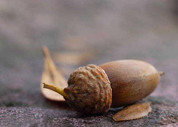 istock An oak acorn in a hat lies on a stone. 1431457423