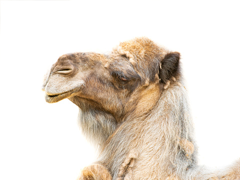 camel ( camelus dromedarius) portrait isolated on white background