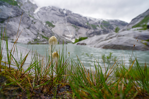 wet cottongrass at the foot of the nigardsbreen in the jostedal, norway