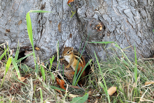 Alert Chipmunk and animal den in hollow tree trunk