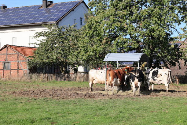 istock Autumn in MendenAutumn in Menden in the ... 1431462270