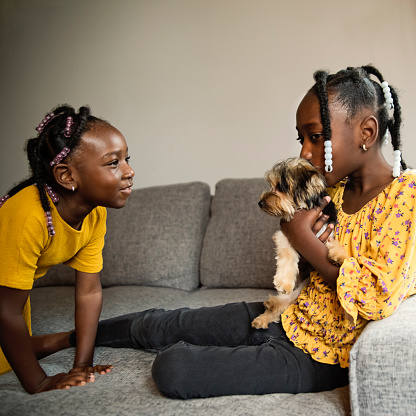 Two little sisters playing with puppy dog in living room at home. They are sitting on the living room sofa, have brides hair and are wearing yellow tops. Square indoors waist up shot with copy space.