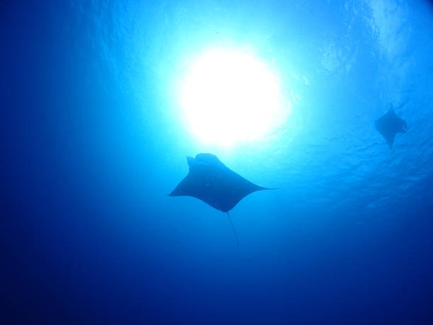 istock Manta watching in Ishigaki and Kuroshima 1431464585