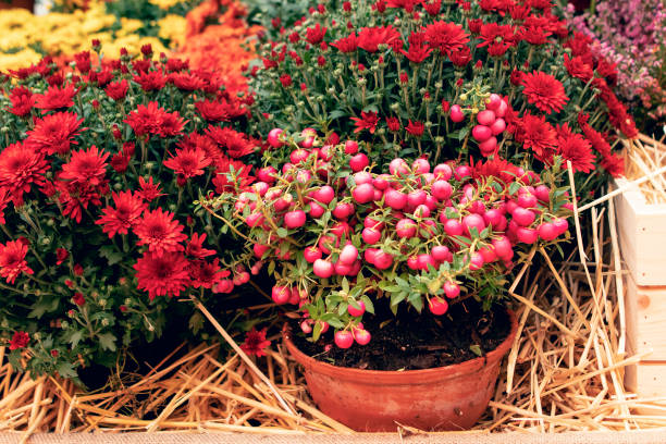 istock red autumn flowers in the garden 1431465795