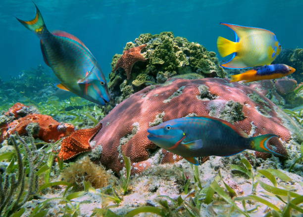 colorful coral reef with tropical fish - cozumel imagens e fotografias de stock