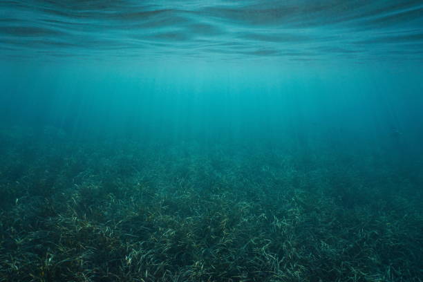 海の自然の�風景の草が茂った海底と水中の水面 - under the surface ストックフォトと画像