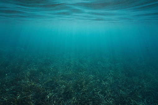 Grassy seabed and water surface underwater in the sea (Posidonia oceanica seagrass), natural scene, Mediterranean sea