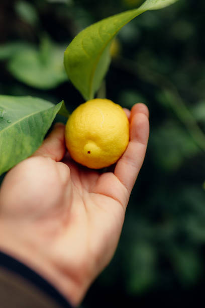 istock Man hand holding fresh lemon with dewdrops hanging on the branches 1431467750