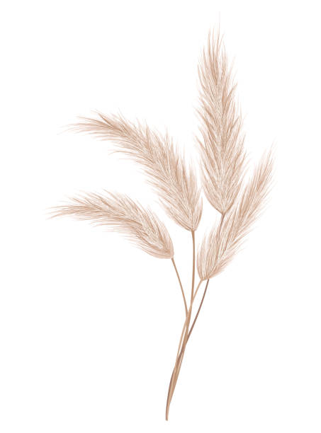 Pampas grass branch. Dry feathery head plume, used in flower arrangements, ornamental displays, interior decoration, fabric print, wallpaper, wedding card. Golden ornament element in boho style Pampas grass branch. Dry feathery head plume, used in flower arrangements, ornamental displays, interior decoration, fabric print, wallpaper, wedding card. Golden ornament element in boho style. tussock stock illustrations