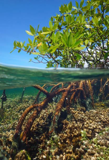 istock Mangrove tree in the sea foliage and roots over under water 1431468235