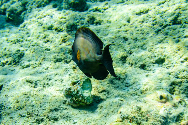 Sohal surgeonfish (Acanthurus sohal) or Sohal tang fish at the coral reef in Red sea Sohal surgeonfish (Acanthurus sohal) or Sohal tang fish at coral reef in Red sea colorful sohal fish (acanthurus sohal) stock pictures, royalty-free photos & images