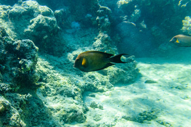 Sohal surgeonfish (Acanthurus sohal) or Sohal tang fish at the coral reef in Red sea Sohal surgeonfish (Acanthurus sohal) or Sohal tang fish at coral reef in Red sea colorful sohal fish (acanthurus sohal) stock pictures, royalty-free photos & images