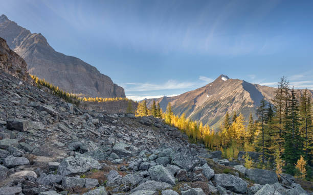 istock Rockslide and Larch Trees near Lake O'Hara 1431471074