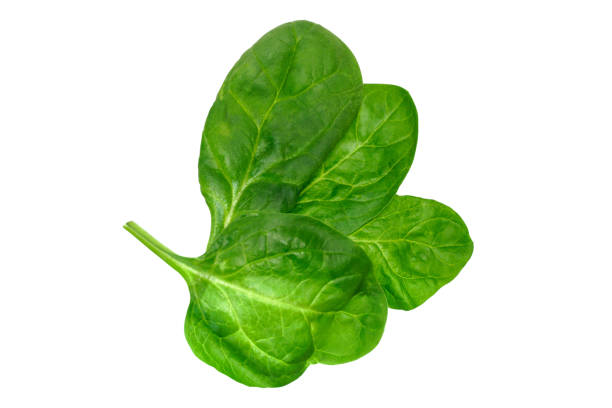 istock Several flawless green fresh spinach leaves on a white background 1431471454