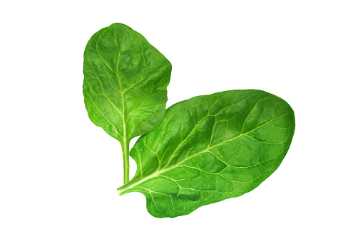 Two flawless green fresh spinach leaves on a white background. Closeup isolated photo