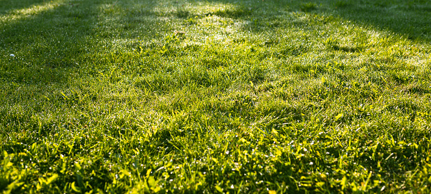 Juicy lush green grass on meadow with drops in the morning. Close up view of a lawn level. Summertime season