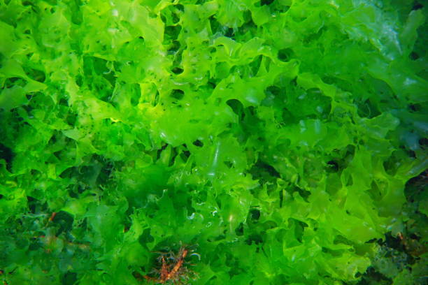 istock Sea lettuce Ulva lactuca edible green alga 1431475698