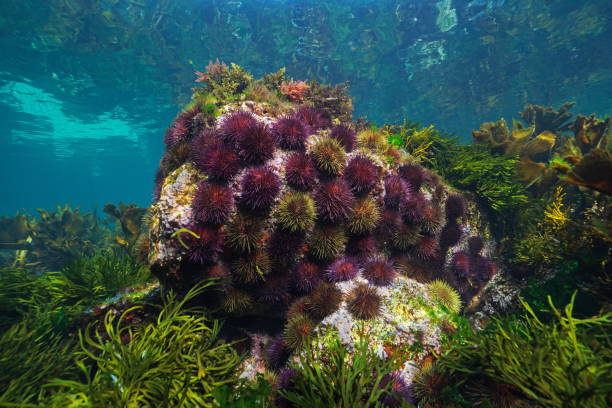 istock Sea urchins underwater eastern Atlantic Ocean Paracentrotus lividus 1431475700