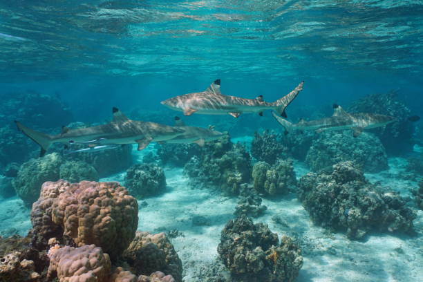 istock Several blacktip reef sharks in the ocean underwater seascape Pacific 1431476095