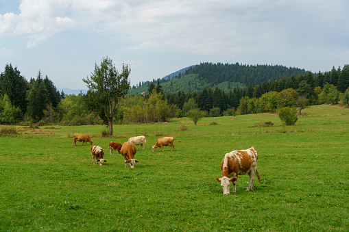 black and white cows in green grassy summer meadow under blue sky near amersfoort in the netherlands