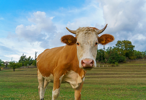 The cows are given fresh grass, which is essential for their health and well-being.